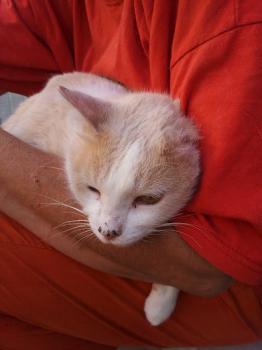 Averil Bild von Averil