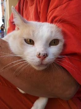 Averil Bild von Averil