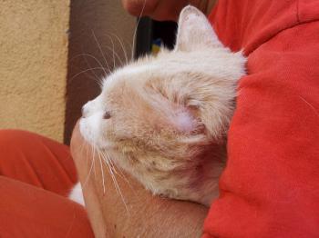 Averil Bild von Averil