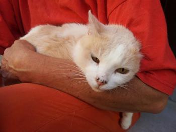 Averil Bild von Averil