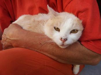 Averil Bild von Averil