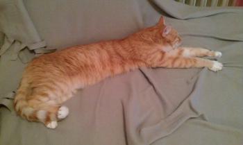 Henry Bild von Henry