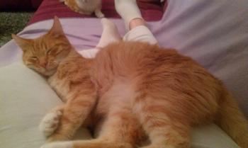 Henry Bild von Henry