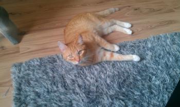 Henry Bild von Henry