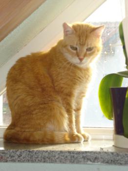 Bild von Tiger
