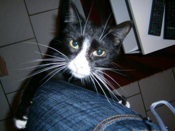 Jerry Bild von Jerry