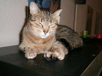 Tanit Bild von Tanit