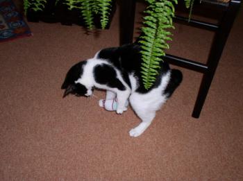 Sayuri Bild von Sayuri