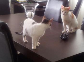 Donner Bild von Donner