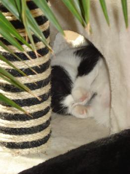 Takas Bild von Takas