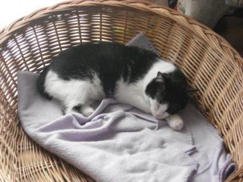 Takas Bild von Takas