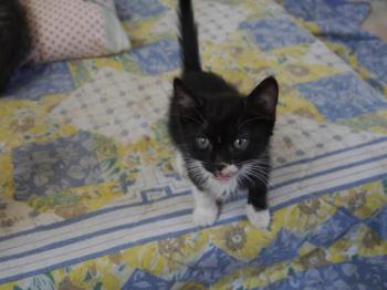 Bild von Saphira