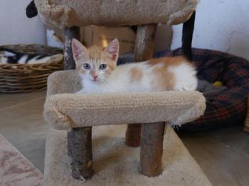 Bild von Tristan