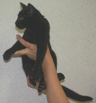 Konstantin Bild von Konstantin