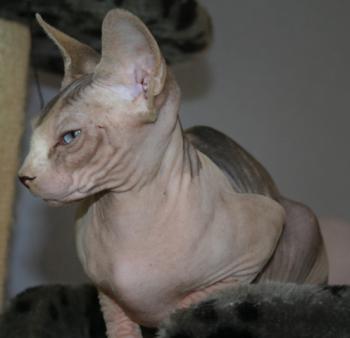 Ghazala Bild von Ghazala