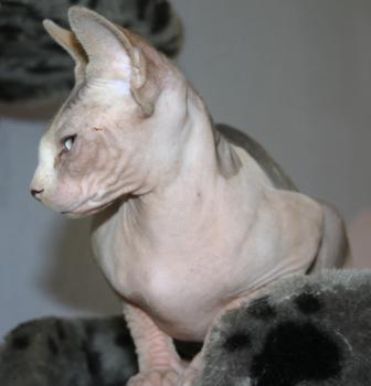 Ghazala Bild von Ghazala