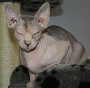 Ghazala Bild von Ghazala