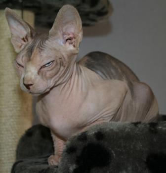Ghazala Bild von Ghazala