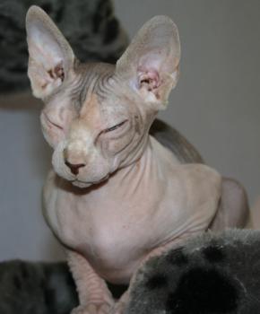 Ghazala Bild von Ghazala