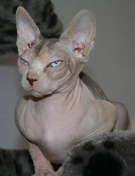 Ghazala Bild von Ghazala