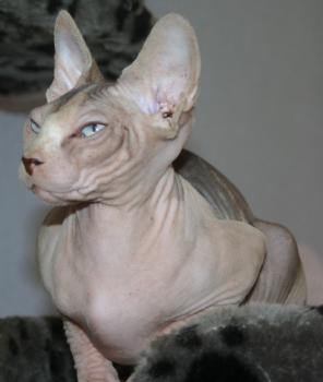 Ghazala Bild von Ghazala
