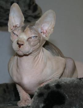 Ghazala Bild von Ghazala