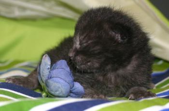 Micha Bild von Micha