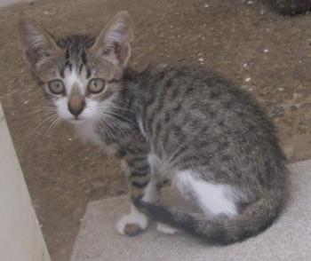 Bild von Mijou