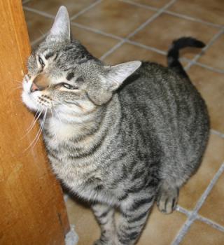 Gipsy-Mimi Bild von Gipsy-Mimi