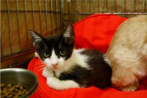 Ashira Bild von Ashira