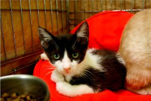 Ashira Bild von Ashira