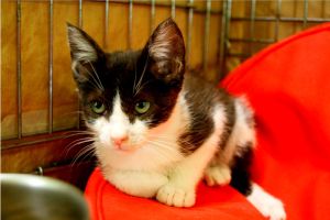 Ashira Bild von Ashira