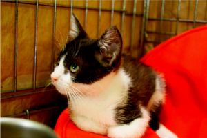 Ashira Bild von Ashira