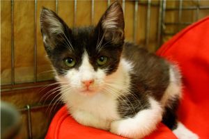 Ashira Bild von Ashira