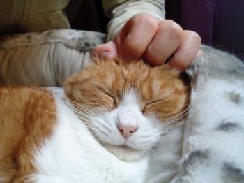 Judith Bild von Judith