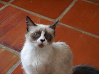 Shiva Bild von Shiva