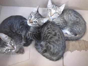 Ohne Namen 5105 Bild von Trick