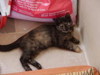 Solana Bild von Solana