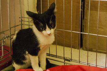 Ashira Bild von Ashira