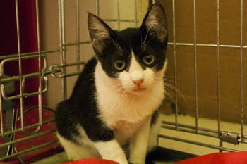 Ashira Bild von Ashira