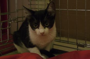 Ashira Bild von Ashira