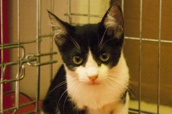 Ashira Bild von Ashira