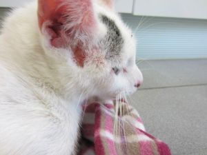 Talion Bild von Talion