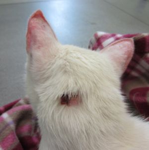 Talion Bild von Talion