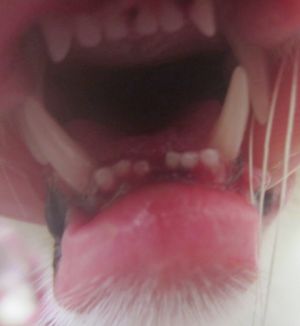 Talion Bild von Talion