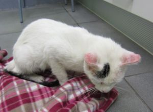 Talion Bild von Talion