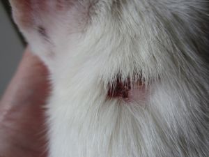 Talion Bild von Talion