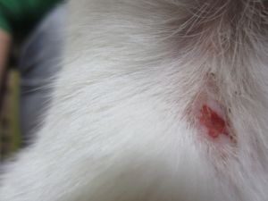 Talion Bild von Talion