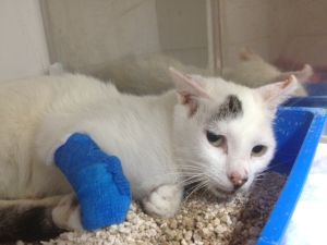 Talion Bild von Talion