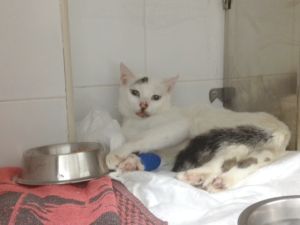 Talion Bild von Talion